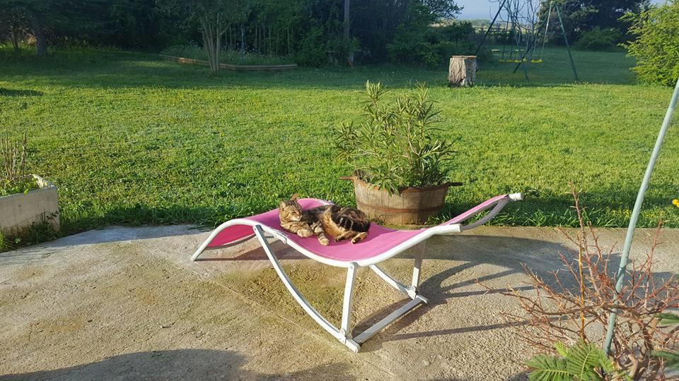 Aux Oliviers Ξενοδοχείο Homps  Εξωτερικό φωτογραφία
